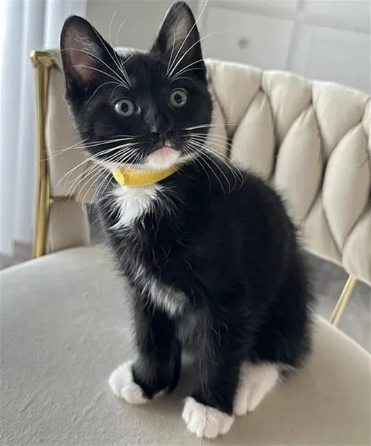 A baby small-sized male Domestic Short Hair cat named Koby for adoption in Santa Clara, CA