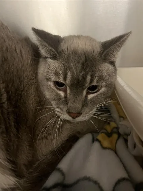 An adult medium-sized female Domestic Short Hair cat named Sammy Nelson for adoption in West Valley City, UT