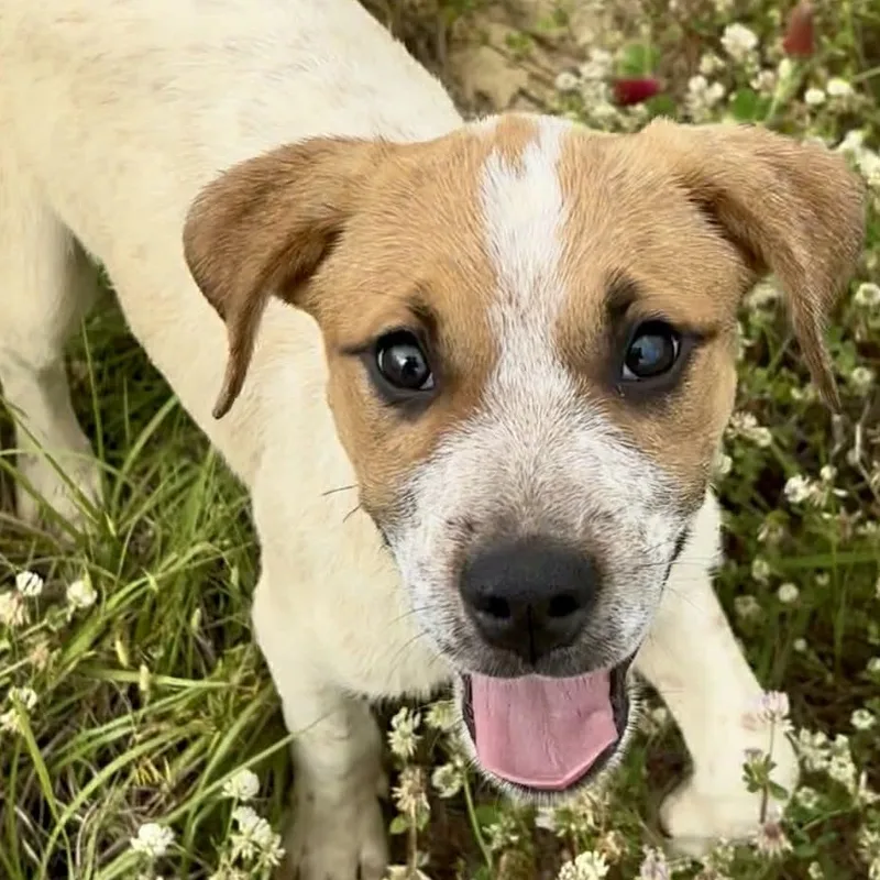 A baby medium-sized male Beagle dog named Copper for adoption in Enfield, CT
