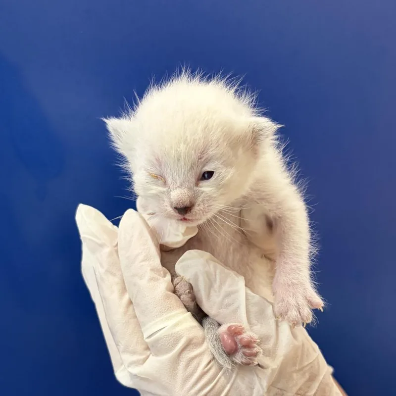 A baby small-sized female White Domestic Short Hair cat named Stardust for adoption in Long Beach, CA