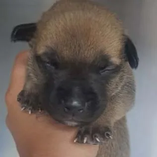 A baby small-sized male Brown / Chocolate Cattle Dog dog named Watermelon for adoption in Fort Collins, CO