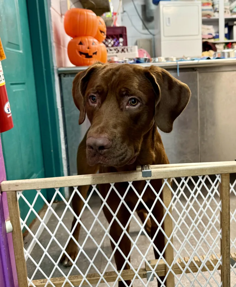 An adult large-sized male Red / Chestnut / Orange Chesapeake Bay Retriever dog named Reeses for adoption in Delhi, NY