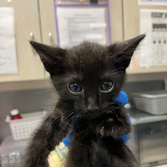 A baby small-sized male Domestic Short Hair cat named Marlin for adoption in Las Vegas, NV