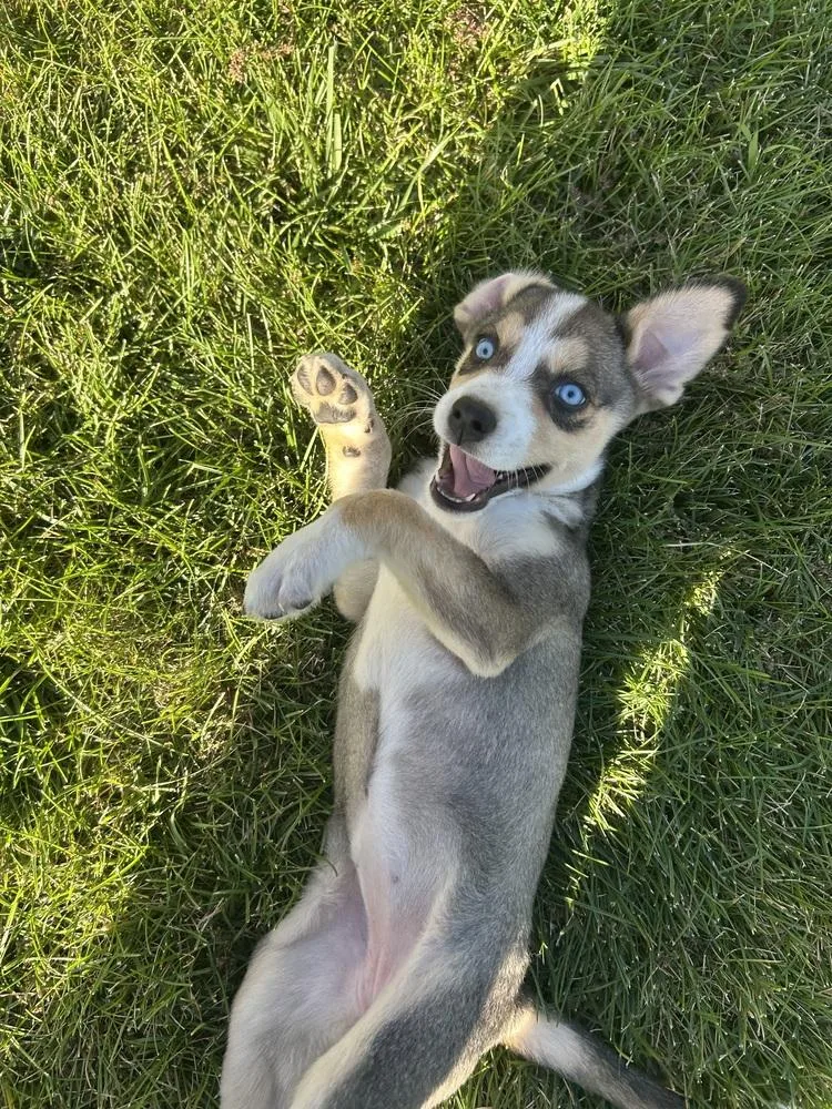 A baby medium-sized female Shepherd dog named Liz Taylor for adoption in Lafayette, CO