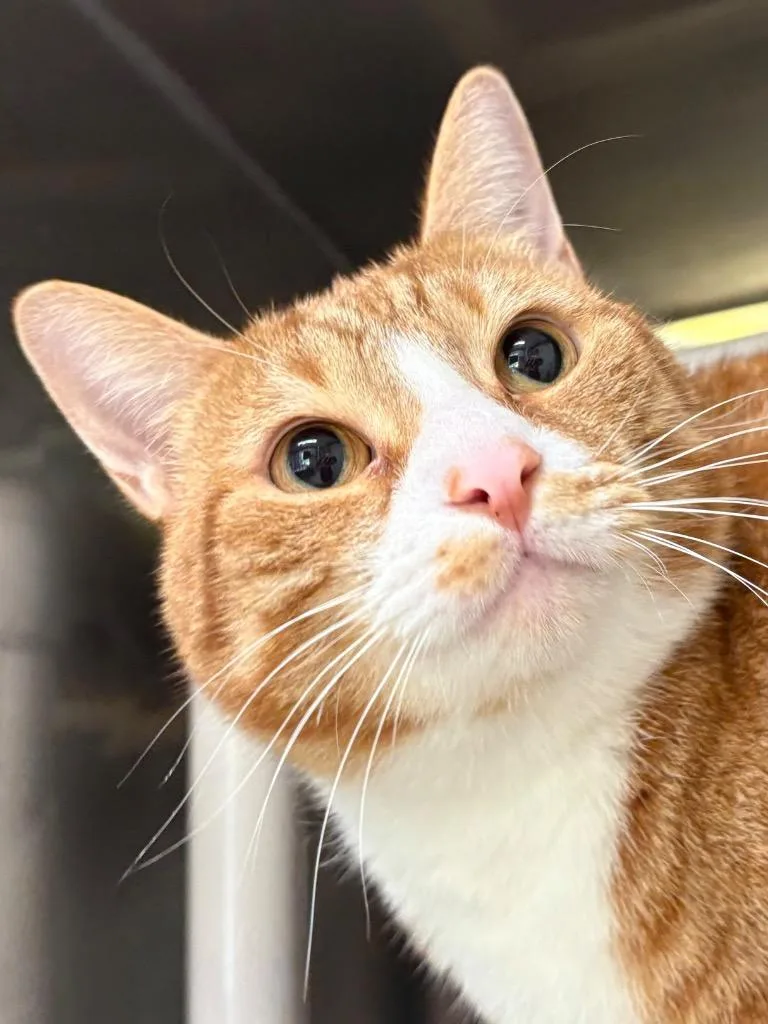 An adult medium-sized male Domestic Short Hair cat named Gonzo for adoption in Fall River, MA