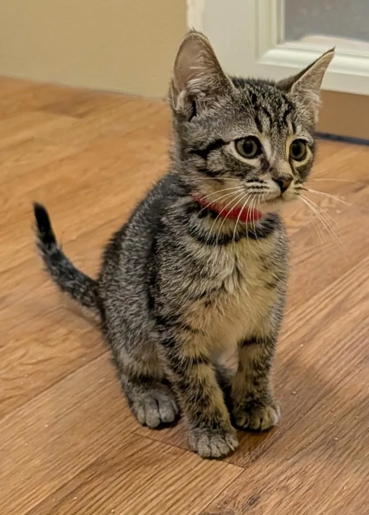 A baby small-sized female Domestic Short Hair cat named Mandy for adoption in Rutherfordton, NC