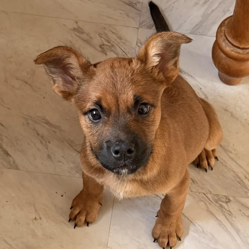A baby medium-sized female Red / Chestnut / Orange German Shepherd Dog dog named Ginger for adoption in Carmel, NY