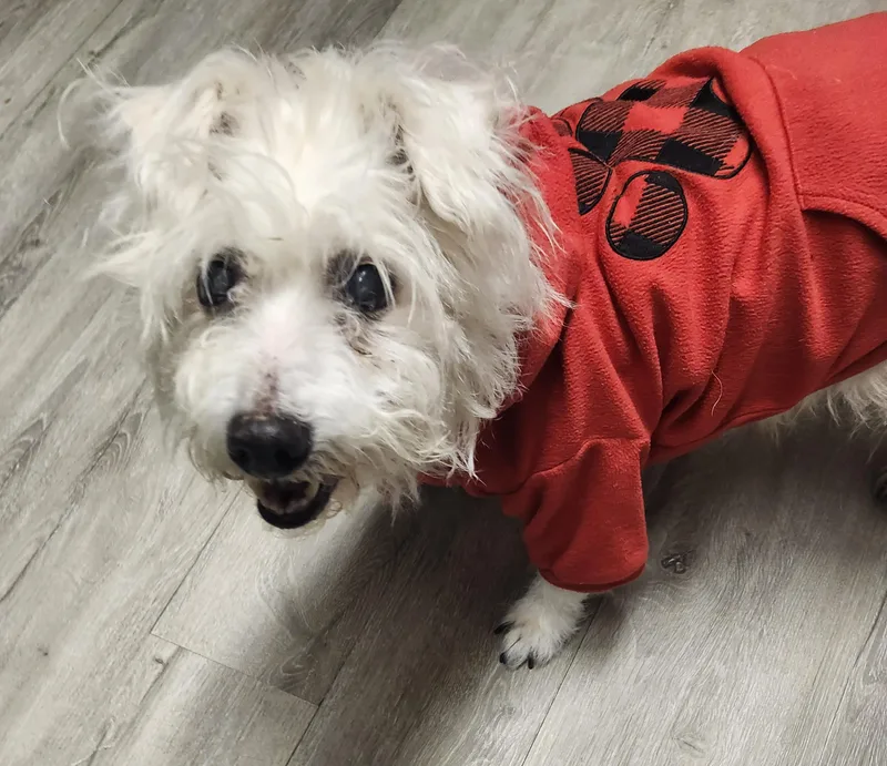 A senior small-sized male White / Cream Terrier dog named Clint for adoption in Mansfield, OH