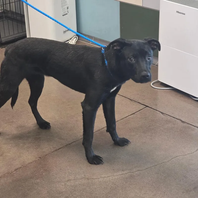 An adult small-sized female Black Pit Bull Terrier dog named Julia for adoption in Chattanooga, TN