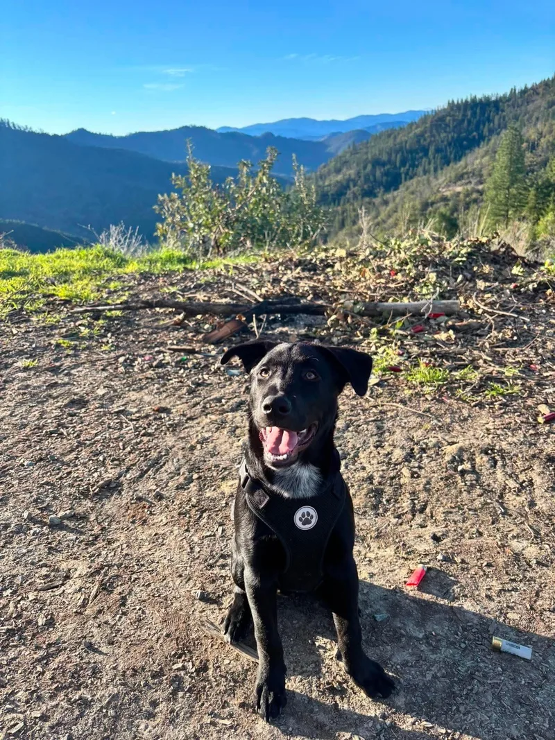 A young medium-sized male Black Labrador Retriever dog named Courtesy listingMoose for adoption in Bend, OR