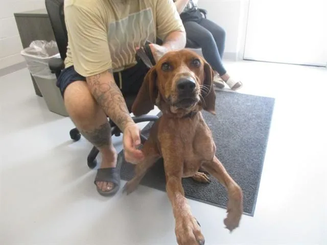 A young large-sized female Redbone Coonhound dog named Alani for adoption in Ocala, FL
