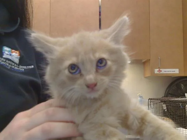 A baby small-sized male Domestic Medium Hair cat named A for adoption in Sacramento, CA