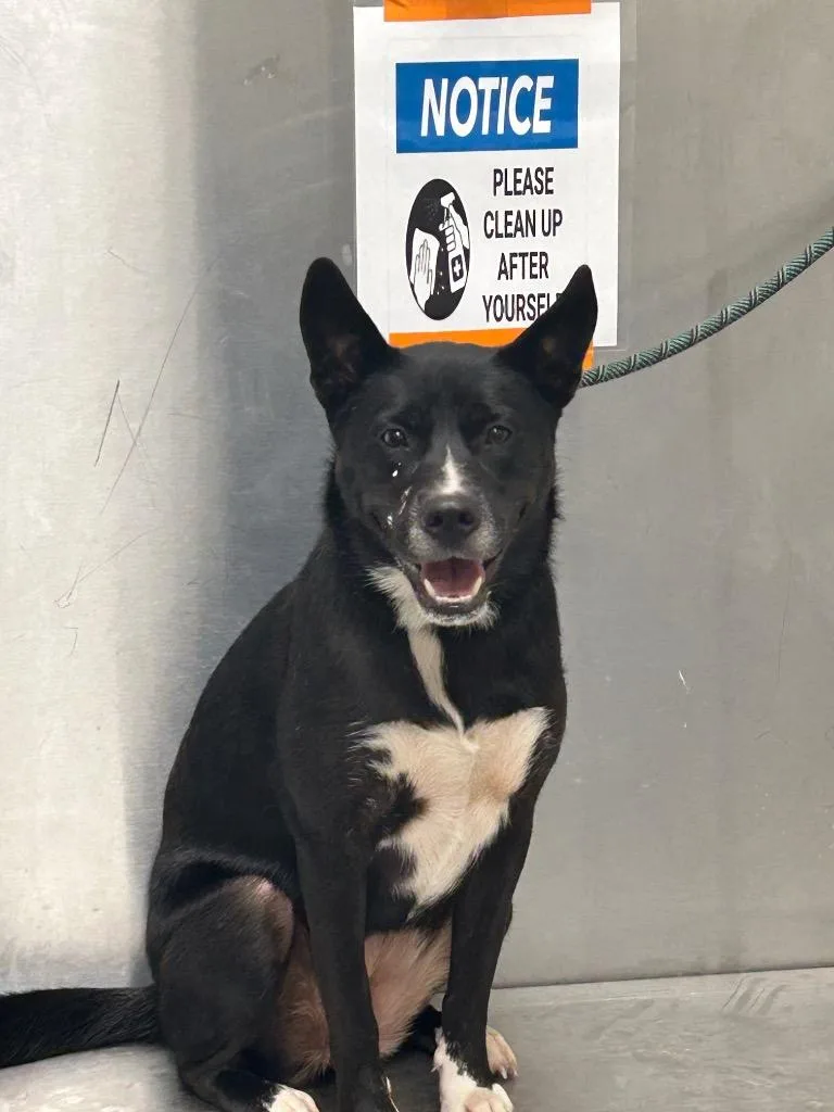 An adult large-sized female German Shepherd Dog dog named Alex for adoption in Winder, GA