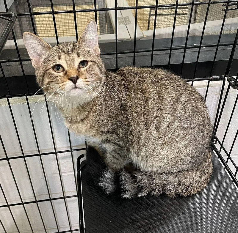 A baby small-sized female Domestic Short Hair cat named Ginger for adoption in Jackson, MI
