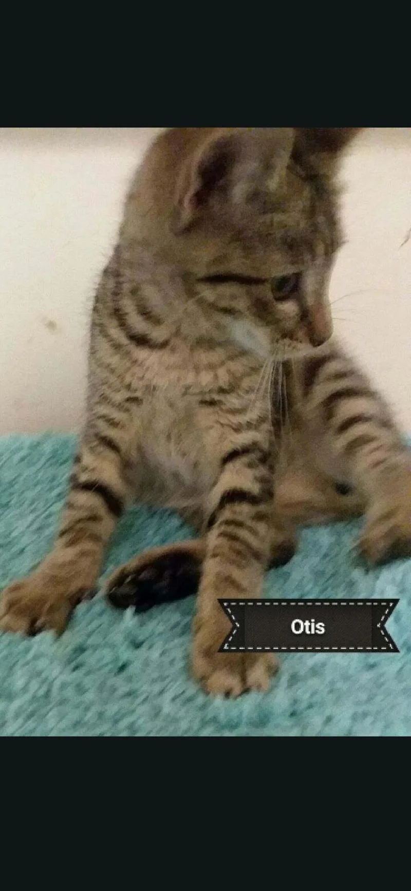 A baby medium-sized male Domestic Short Hair cat named Otis for adoption in Shrewsbury, MA