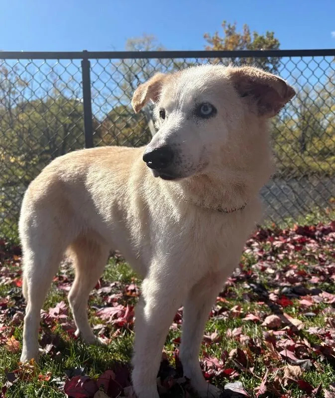 An adult medium-sized male Yellow / Tan / Blond / Fawn Mixed Breed dog named Kodiak for adoption in Warren, PA