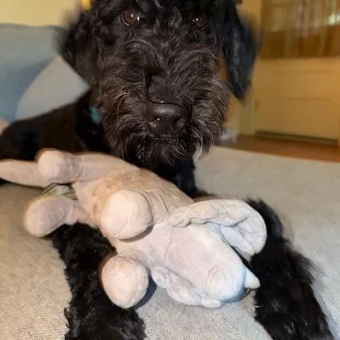 An adult medium-sized female Black Standard Poodle dog named Ruthie for adoption in Memphis, TN