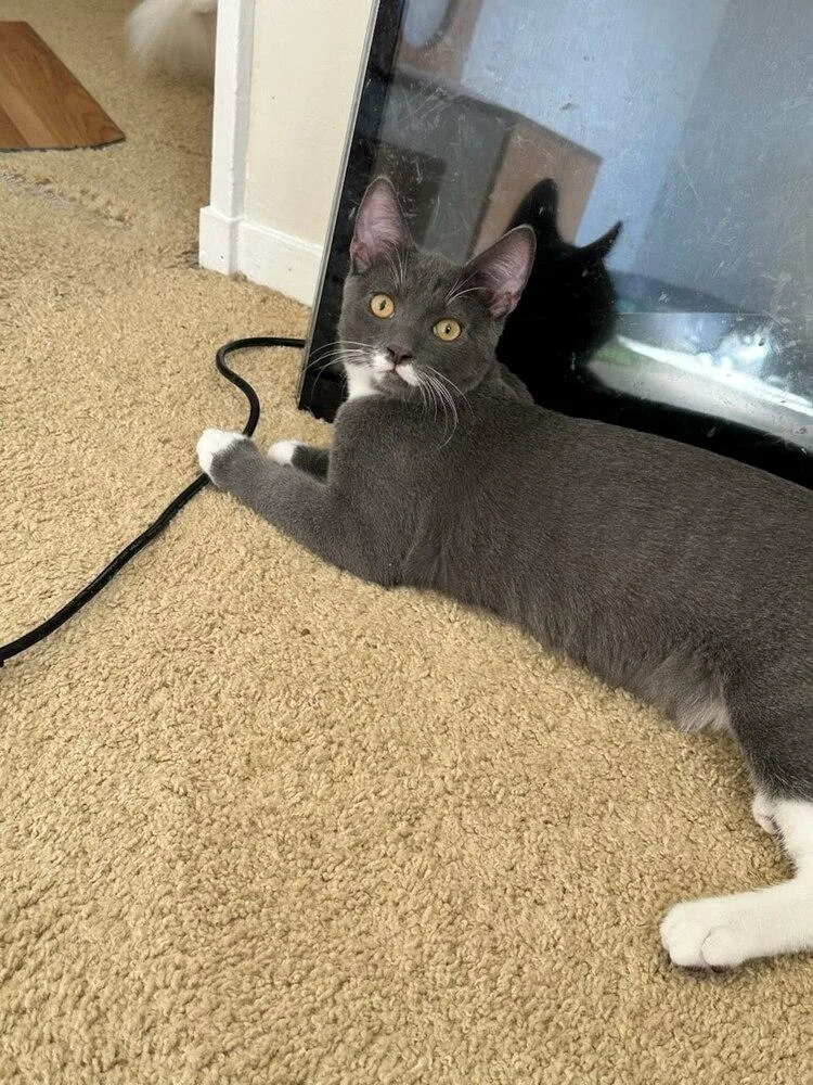 A young medium-sized male Domestic Short Hair cat named Mickey Fi. for adoption in Peoria, IL