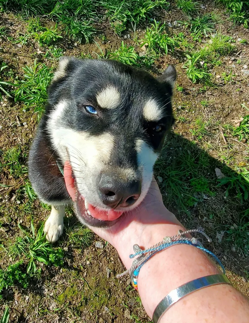 A young medium-sized female Black Husky dog named Theodora for adoption in BONIFAY, FL