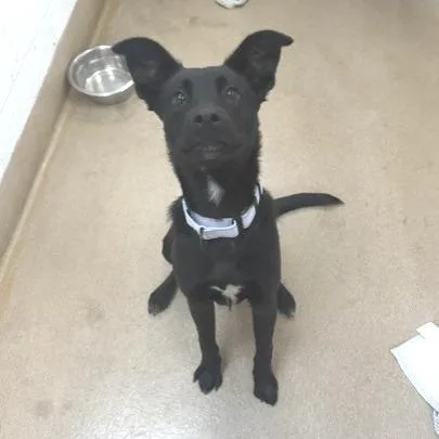A young medium-sized male Shepherd dog named Darius for adoption in Novelty, OH