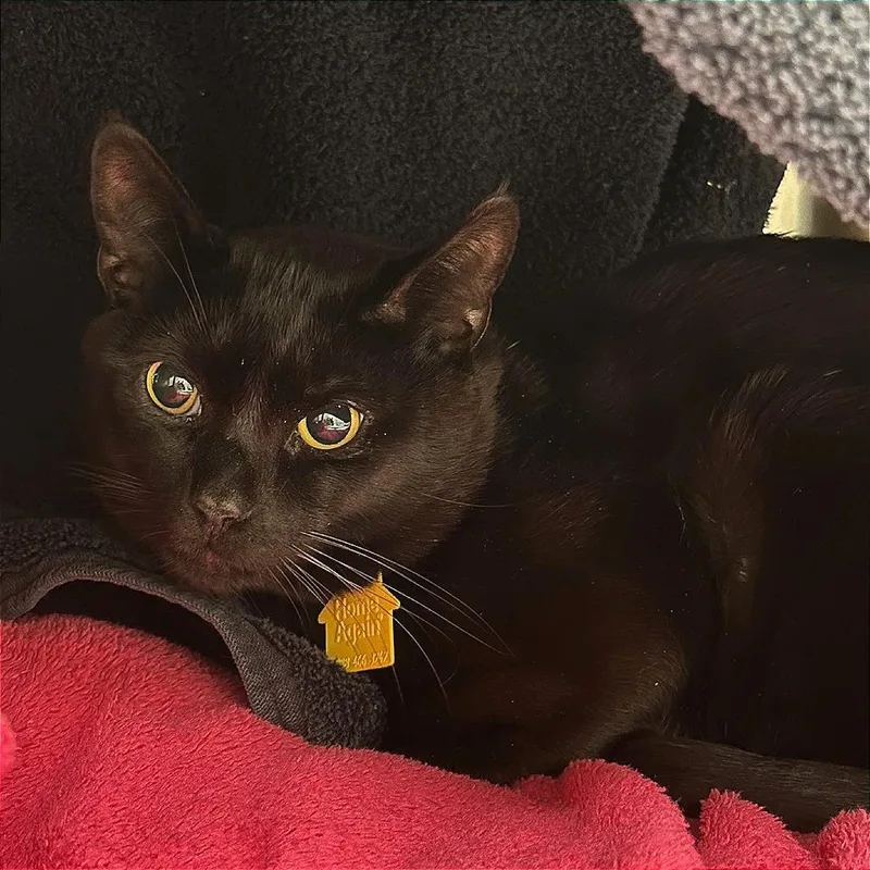 A young large-sized male Black Domestic Short Hair cat named Batman for adoption in Springfield, MA