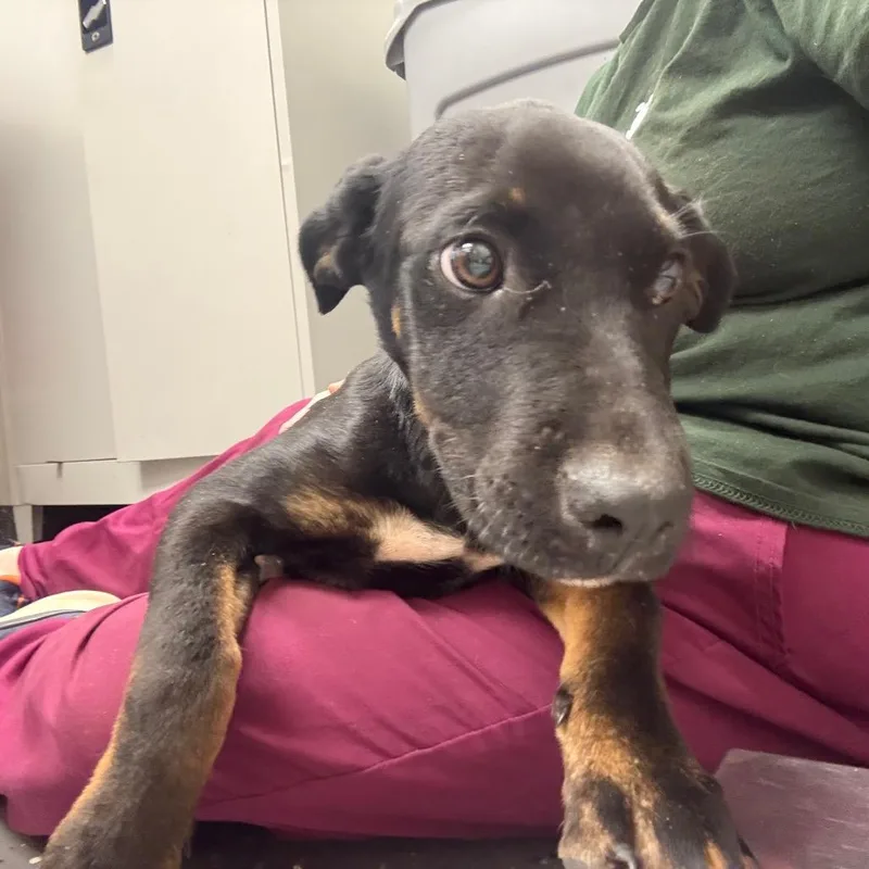 A young small-sized female Black Mixed Breed dog named Lydia for adoption in Columbiana, AL