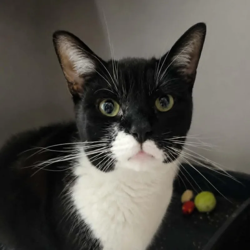 An adult large-sized female Black Domestic Short Hair cat named Cherry Blossom for adoption in Salisbury, MA