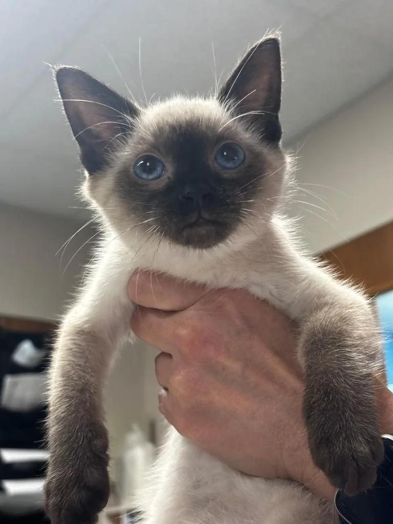 A baby small-sized male Siamese cat named Mr. Gray for adoption in Lima, OH