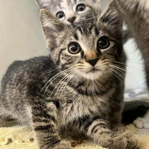 A baby small-sized male Brown / Chocolate Domestic Short Hair cat named Zeb for adoption in Dayton, OH