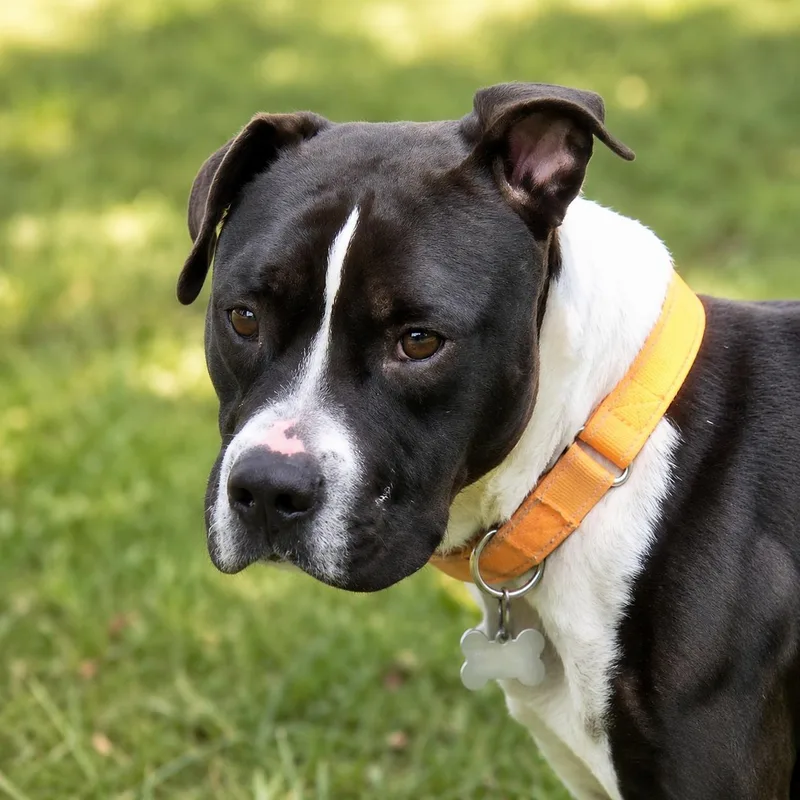 An adult medium-sized male Black American Staffordshire Terrier dog named Waylon Jennings for adoption in Houston, TX