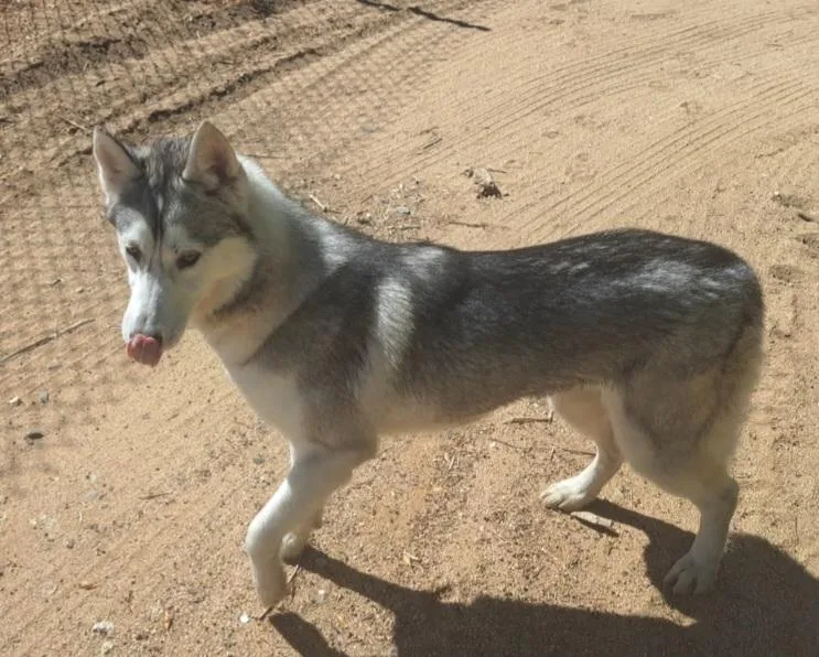 A young medium-sized female Gray / Blue / Silver Siberian Husky dog named Bella for adoption in Valencia, CA