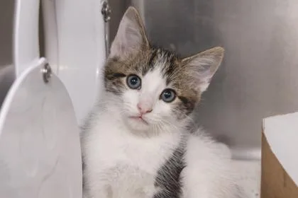 A young small-sized male Domestic Short Hair cat named B Nyle for adoption in North Charleston, SC