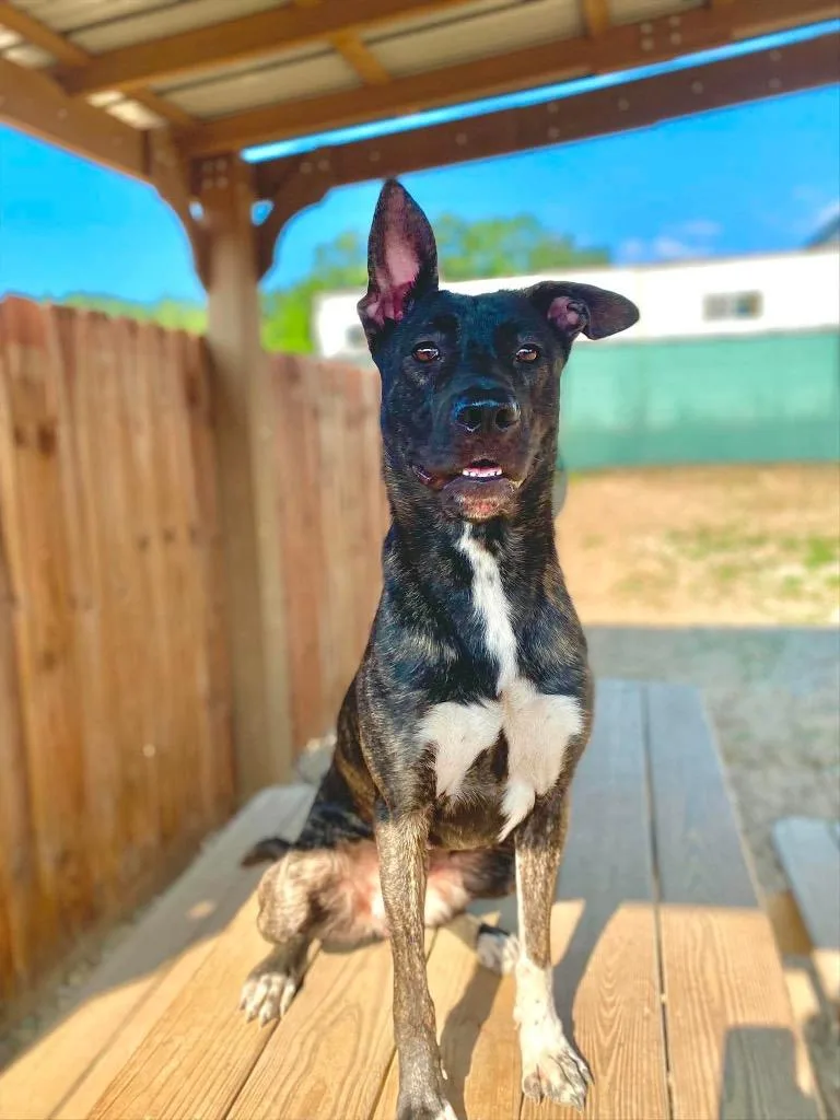 A young medium-sized female Shepherd dog named Lolli for adoption in Muskegon, MI