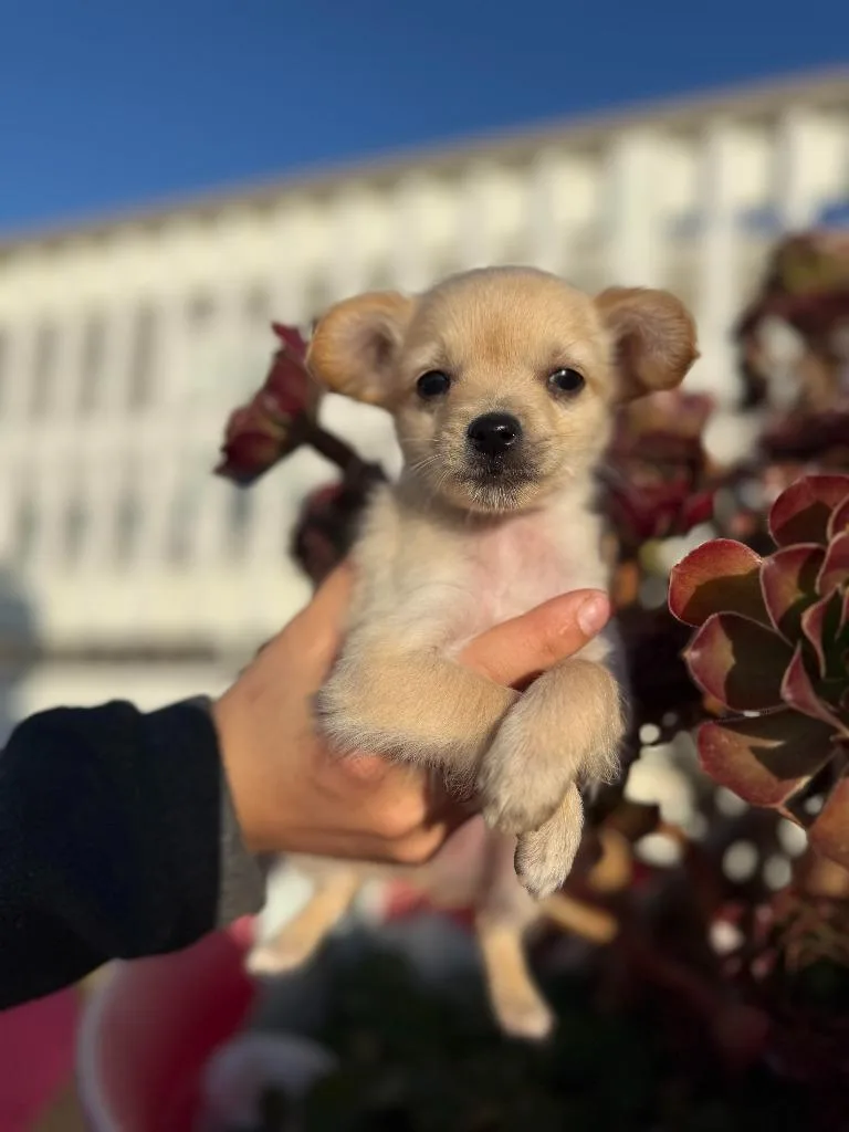 A baby small-sized male Chihuahua dog named Rico for adoption in Vacaville, CA