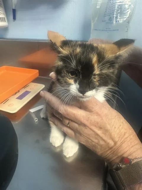 A baby small-sized female Domestic Short Hair cat named Misty for adoption in Bakersfield, CA