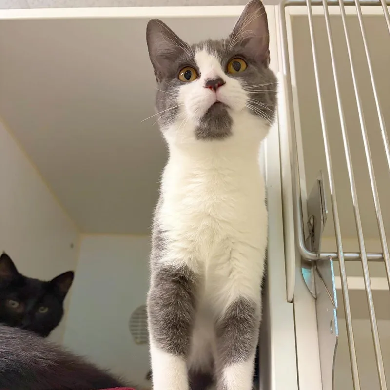 A baby small-sized female Domestic Short Hair cat named Ivory for adoption in Woodinville, WA
