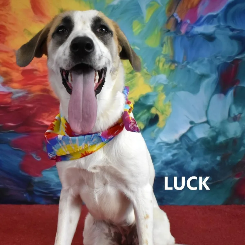 An adult medium-sized female White / Cream Mixed Breed dog named Luck for adoption in Yuma, AZ