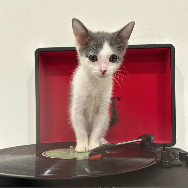 A baby small-sized male Gray / Blue / Silver Domestic Short Hair cat named Oreo for adoption in Tustin, CA
