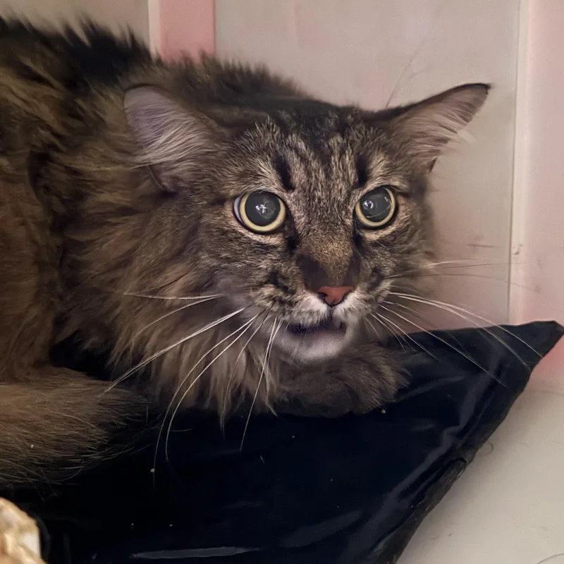 A senior large-sized female Tabby (Brown / Chocolate) Domestic Long Hair cat named Fluff for adoption in Marana, AZ