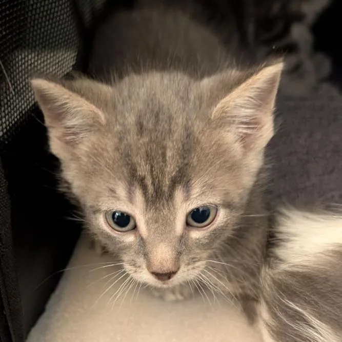 A baby small-sized female Domestic Short Hair cat named Gale for adoption in Fairport, NY