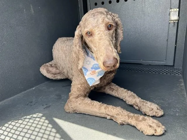 An adult medium-sized male Poodle dog named A for adoption in Baldwin Park, CA