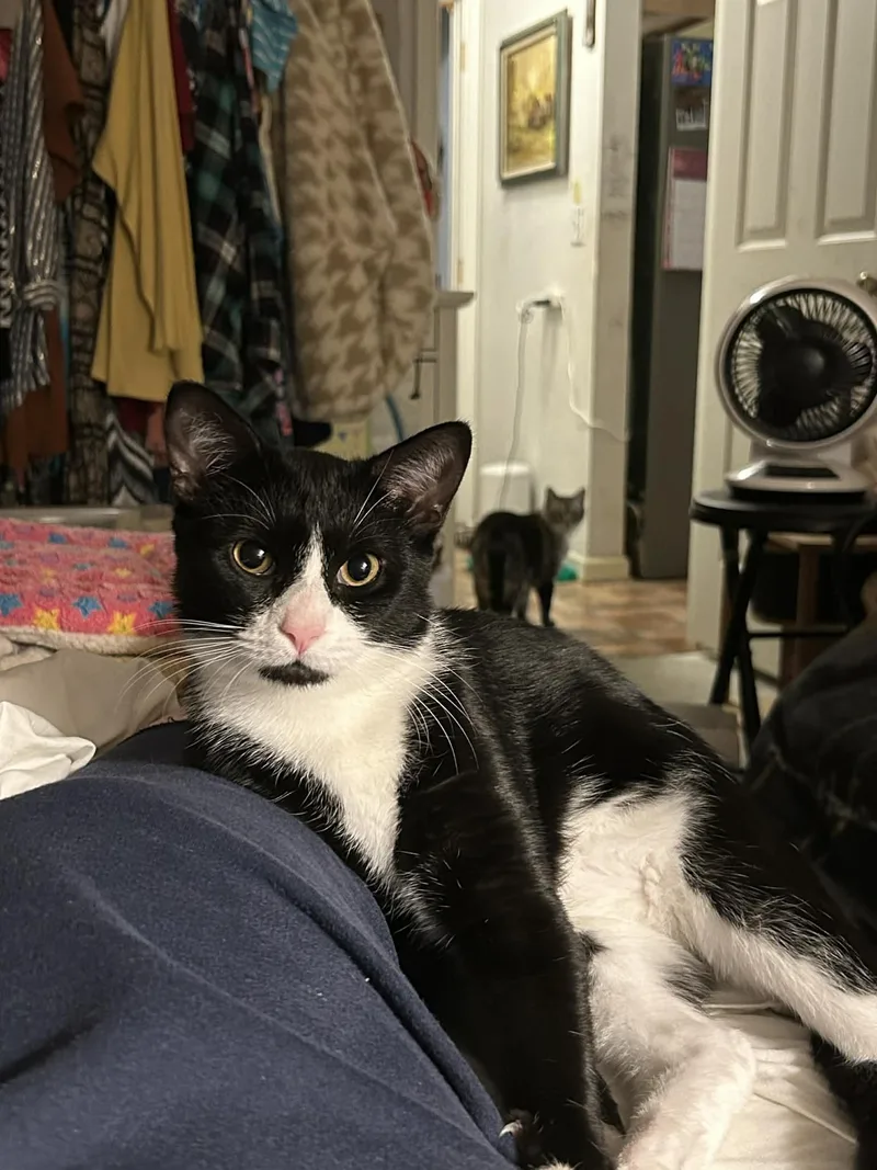 Patches =^•^= thumbnail 2