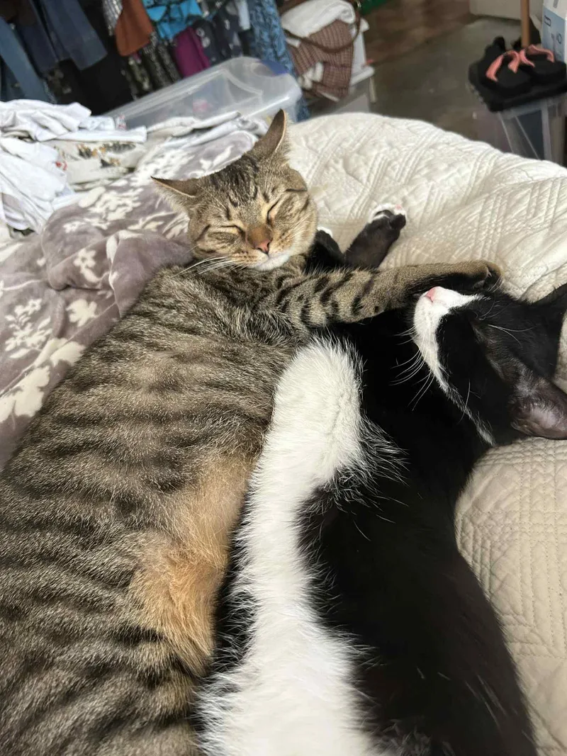 Patches =^•^= thumbnail 3