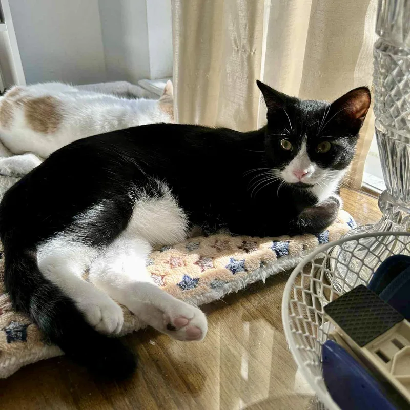 Patches =^•^= thumbnail 4