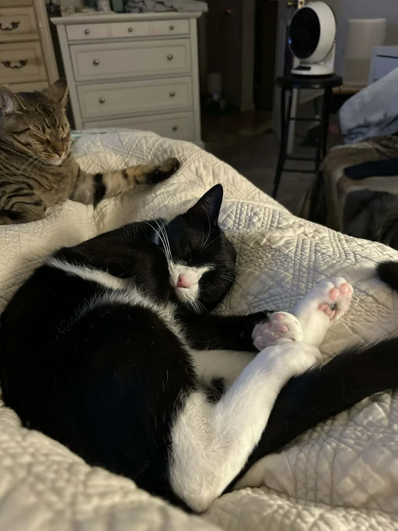 Patches =^•^= thumbnail 5