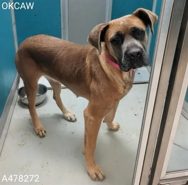 An adult large-sized female Staffordshire Bull Terrier dog named Maxine for adoption in Oklahoma City, OK