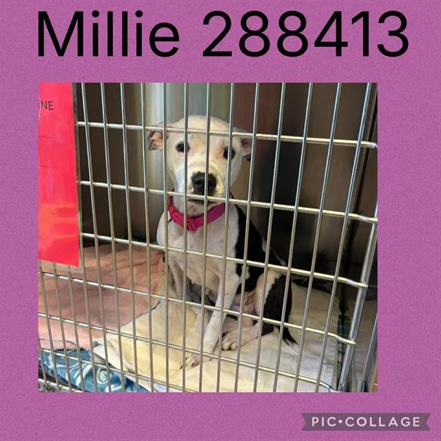 Millie