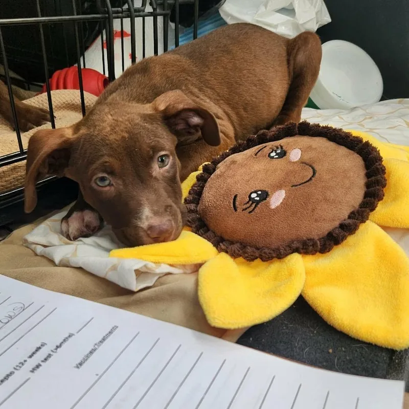 A baby medium-sized female Doberman Pinscher dog named Papaya for adoption in Ferndale, MI
