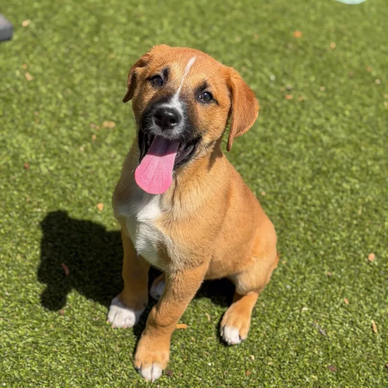 A baby large-sized male Yellow / Tan / Blond / Fawn Anatolian Shepherd dog named Obiwan Kenobi for adoption in Gainesville, GA