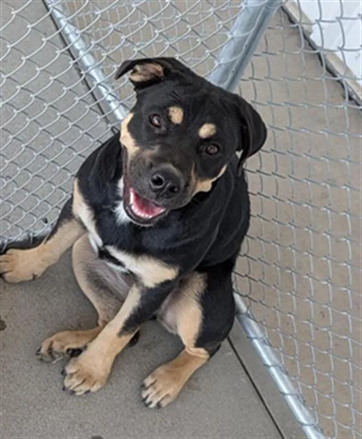 A young medium-sized female Rottweiler dog named Clover for adoption in Bakersfield, CA